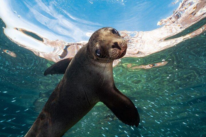 Aventure île Espíritu Santo: Snorkeling avec otaries et plage.