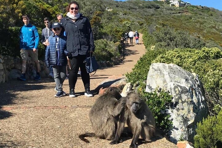 Magnificent Cape Peninsula Private Tour
