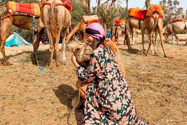 Marrakech Sunset Camel Ride in the Palm Grove