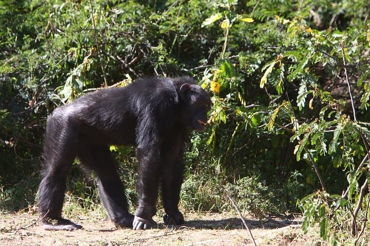 Big Five Safari Adventure - Ol Pejeta Conservancy (1 Day).