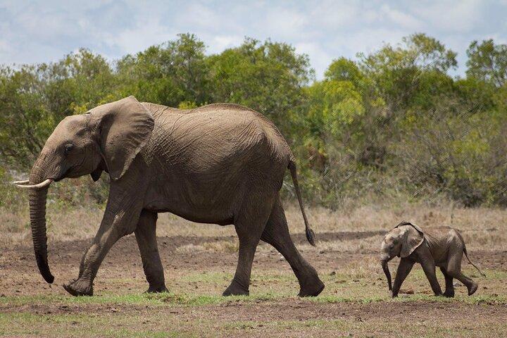 Big Five Safari Adventure - Ol Pejeta Conservancy (1 Day).