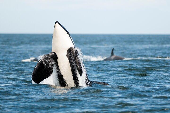 パークスビルのクジラとワイルドライフの半日アドベンチャー