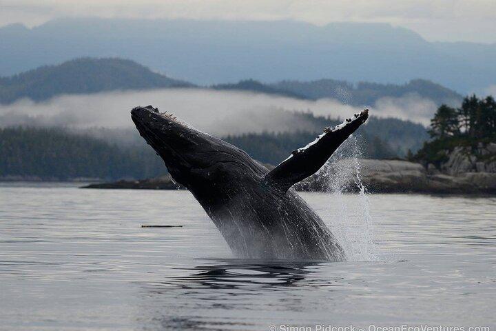 カウチン ベイの半日クジラとワイルドライフ アドベンチャー