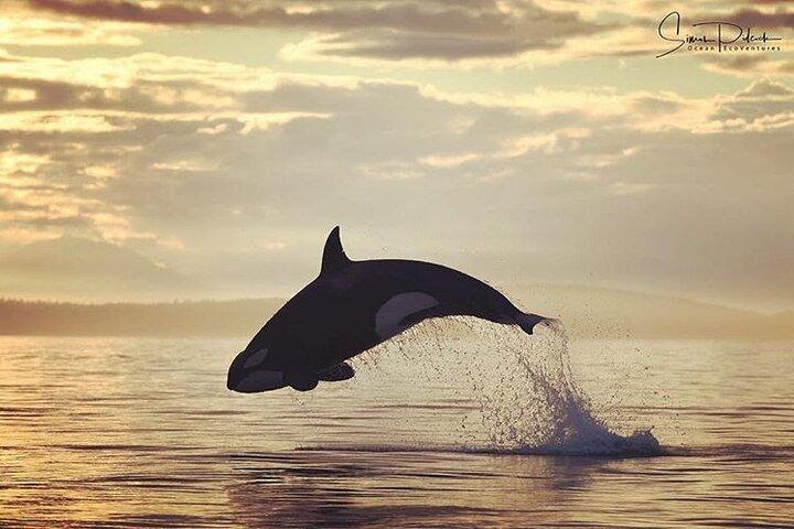 Sunset Whale and Wildlife Adventure i Cowichan Bay