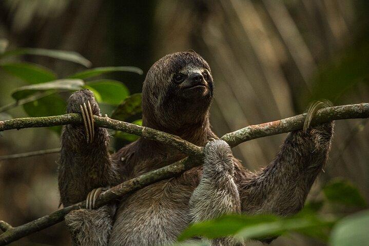 Iquitos: excursion de 4 jours et 3 nuits dans la jungle amazonienne