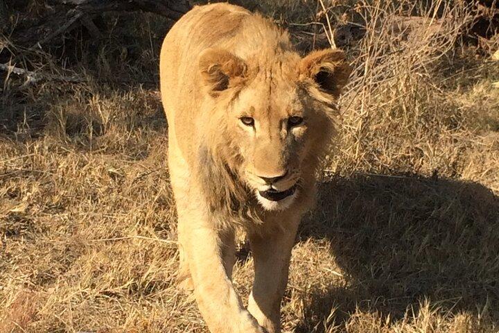 Exquisito Safari Pilanesberg de día completo desde Johannesburgo