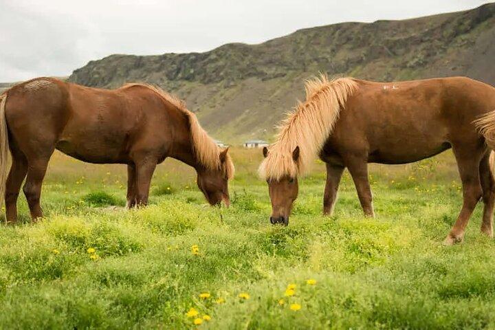 Ridetur i Reykjadalur (Smoky Valley) - Alle rideniveauer