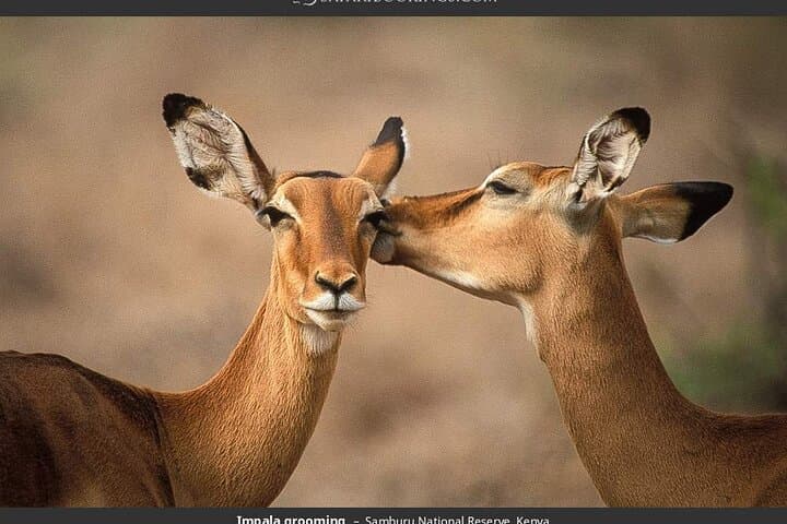 4-Day Masai Mara - Luxury Private safari (JEEP)