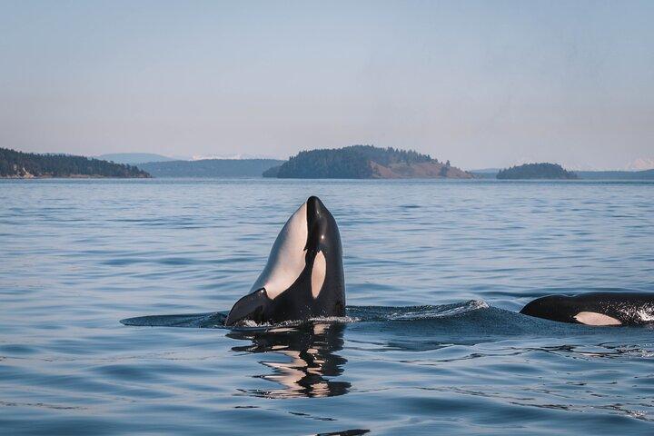 Nanaimo Whale Watching in una barca semi-coperta