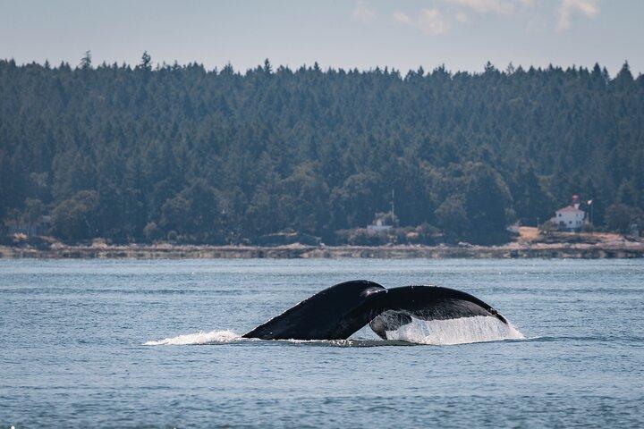 Nanaimo Whale Watching in una barca semi-coperta