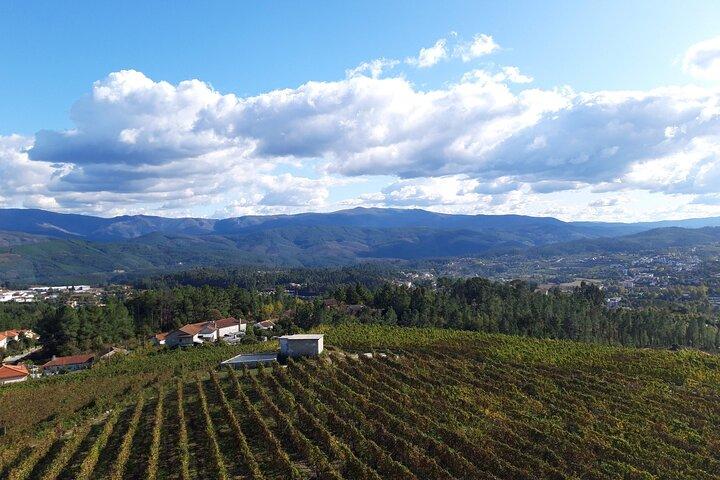Barrel Tasting - Quinta de Santa Cristina Vinho Verde