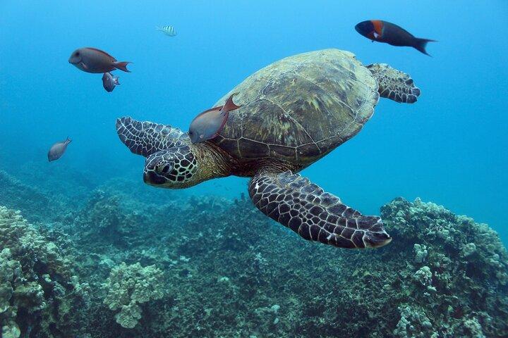 Waikiki Turtle snorkeltour met gratis trolleyrit