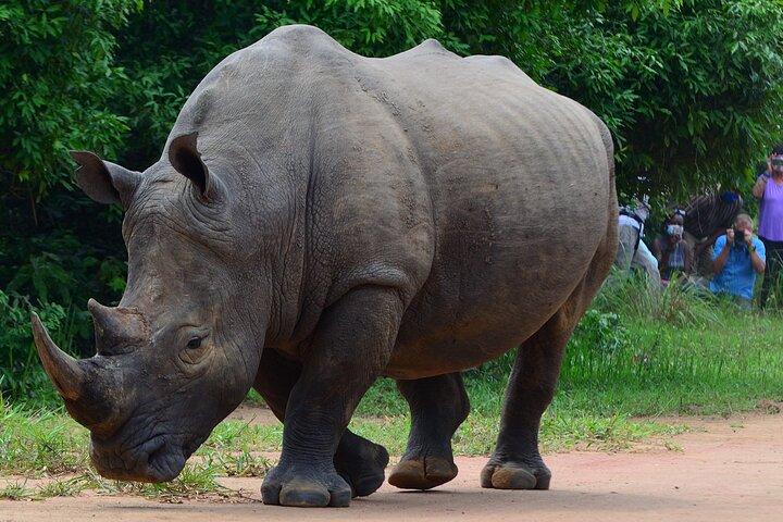 1 - Dag Rhino Tracking oplevelse på Ziwa Rhino Sanctuary