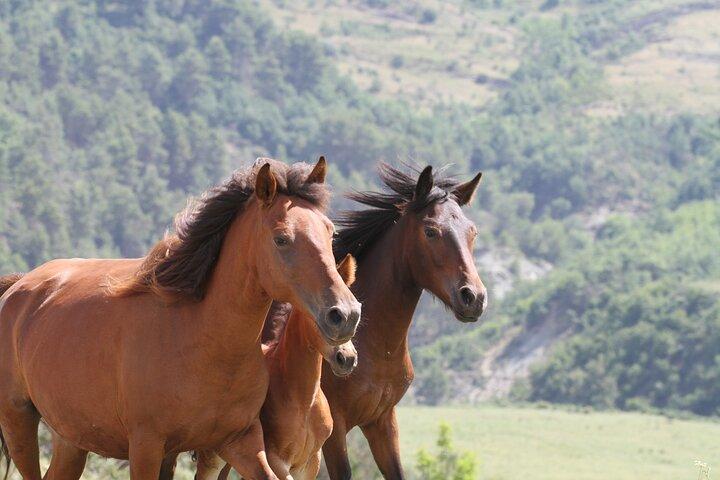 Paseo guiado de 2 horas por el valle del Drino
