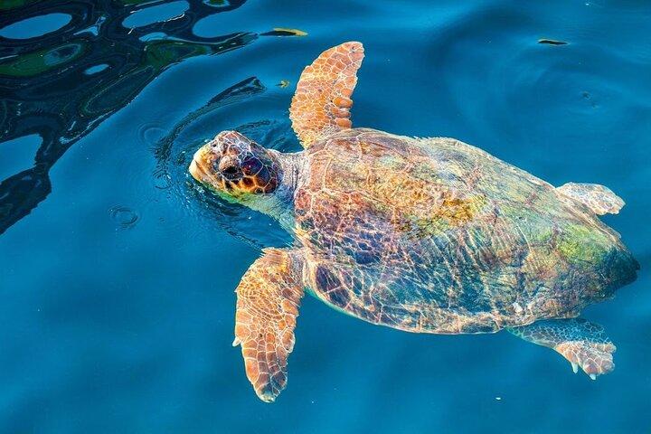 ザキントス島、カメオ洞窟、ケリ洞窟への半日ツアー