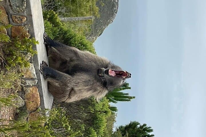 Cape Point, Penguins & Wine Tasting In Constantia Full Day Tour
