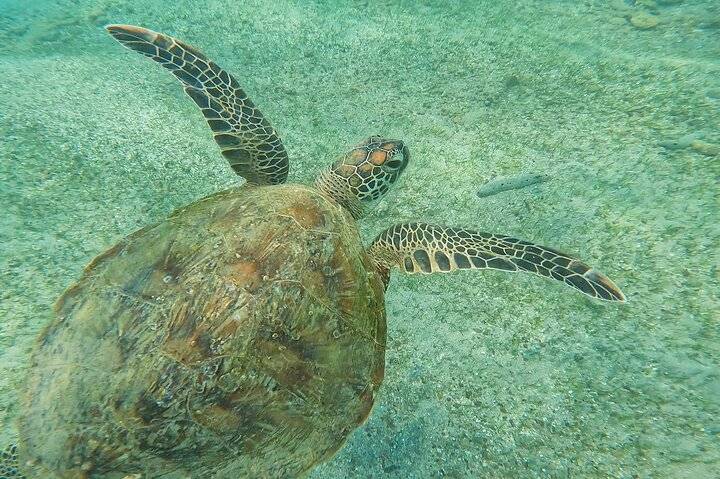 Turtle Hatchery, Kalutara
