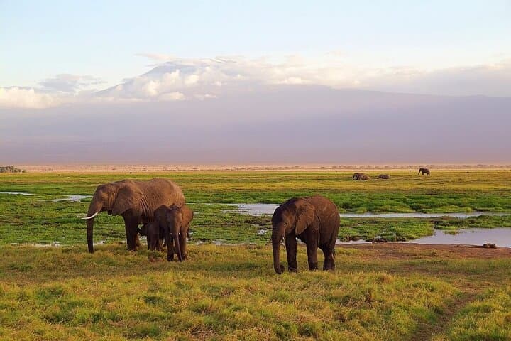 Full Day, Small Group Guided Tour to Amboseli National Park