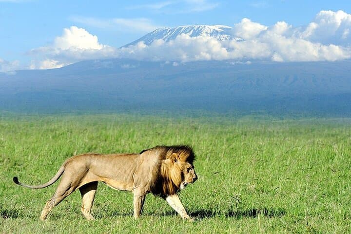 Full Day, Small Group Guided Tour to Amboseli National Park