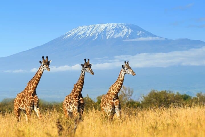 Full Day, Small Group Guided Tour to Amboseli National Park