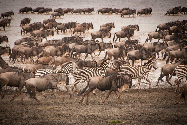 4日間のツァボウェスト、アンボセリ、ツァボイースト国立公園サファリ