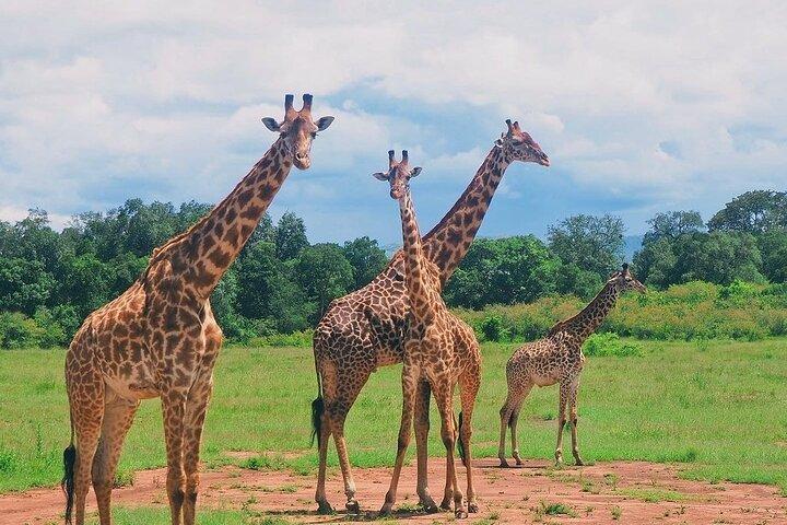 4 dias Tsavo West – Amboseli e Tsavo East Safari
