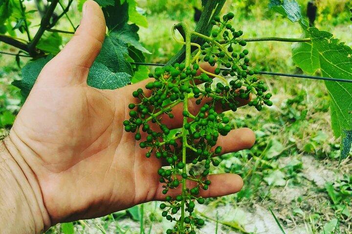 Barolo&Barbaresco Wine Experience with a Local Winemaker / Torino