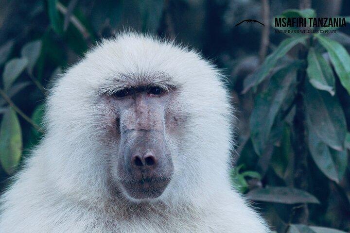 Privat dagstur til Arusha National Park med en vandresafari