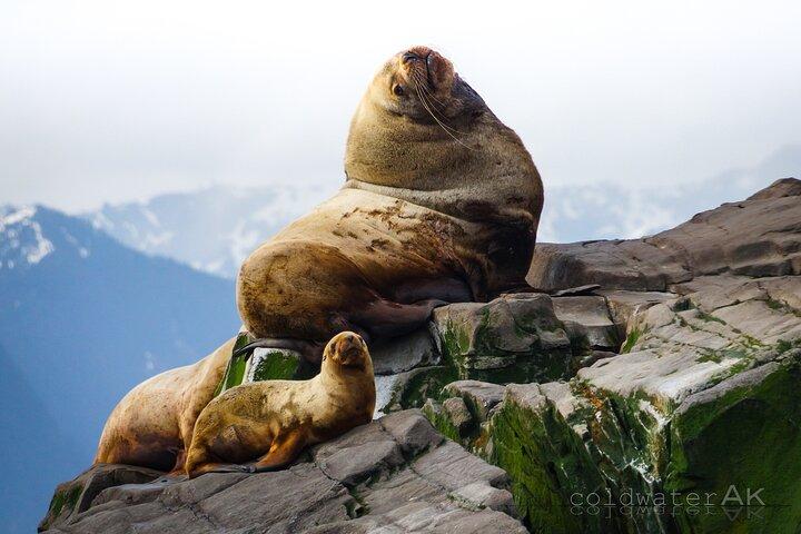Alaska Wildlife Tour in Kachemak Bay
