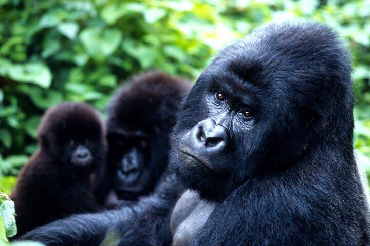 1 Tag Mountain Gorilla Trekking Erfahrung