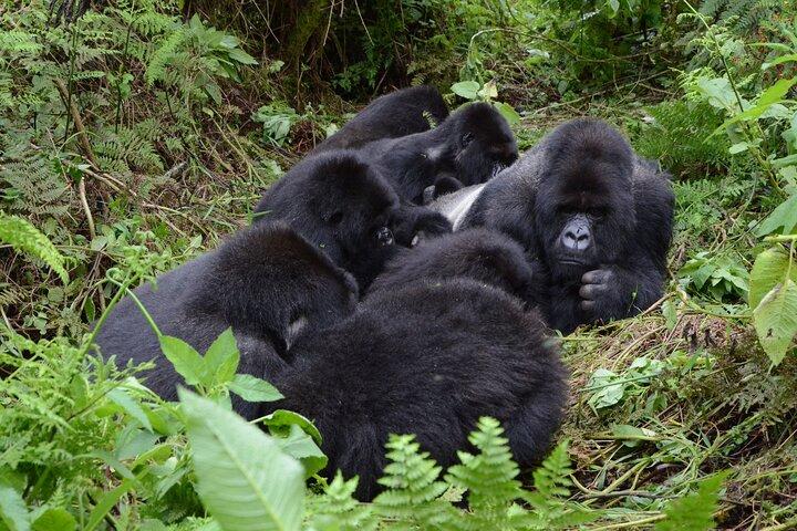 1 Tag Mountain Gorilla Trekking Erfahrung