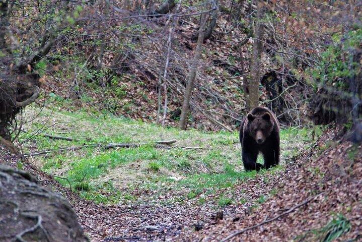 Small-Group Wild Bear Observatory Watching Tour from Brasov