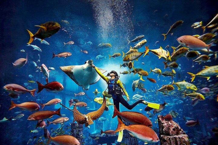Parque acuático Atlantis Aquaventure con combaduras perdidas