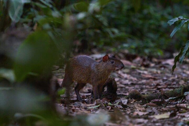 4 - Dagtocht door het wild : Manu Peruaanse jungle