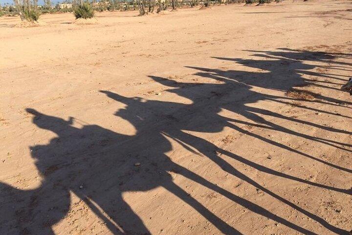 Sunset Camel Ride in Agadir With Hotel Pick up and Drop off