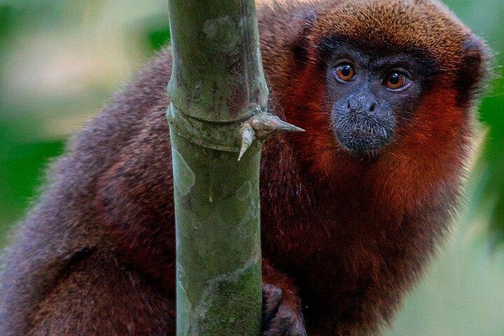 4 - Dagtocht door het wild : Manu Peruaanse jungle