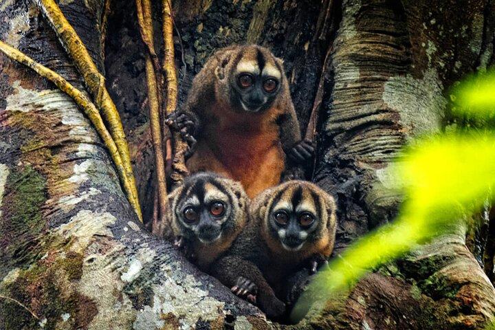 4 - Dagtocht door het wild : Manu Peruaanse jungle