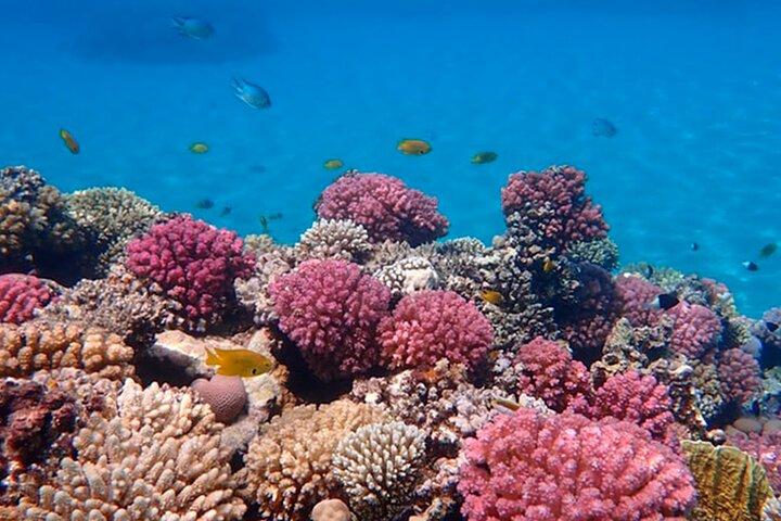 Experiencia de introducción al buceo - SHARM ELSHEIKH