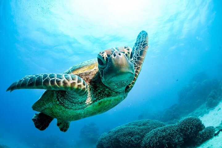 2 Day Great Barrier Reef, Daintree Rainforest & Cape Tribulation