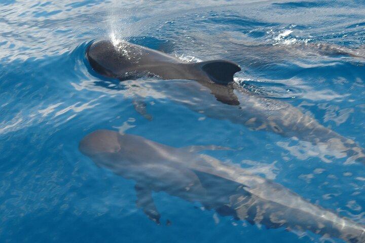 Excursion d'observation des dauphins et des baleines à Los Gigantes