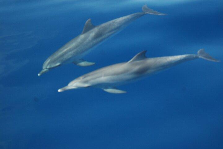 Excursion d'observation des dauphins et des baleines à Los Gigantes