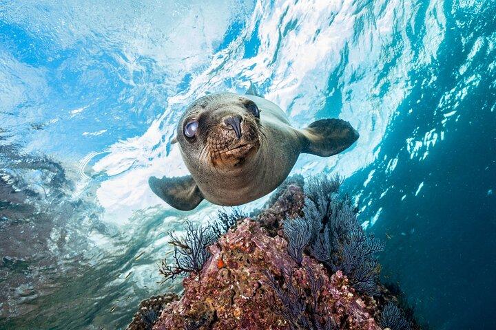 Aventure île Espíritu Santo: Snorkeling avec otaries et plage.
