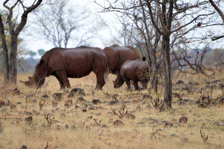 Game Drive y Rhino Walk