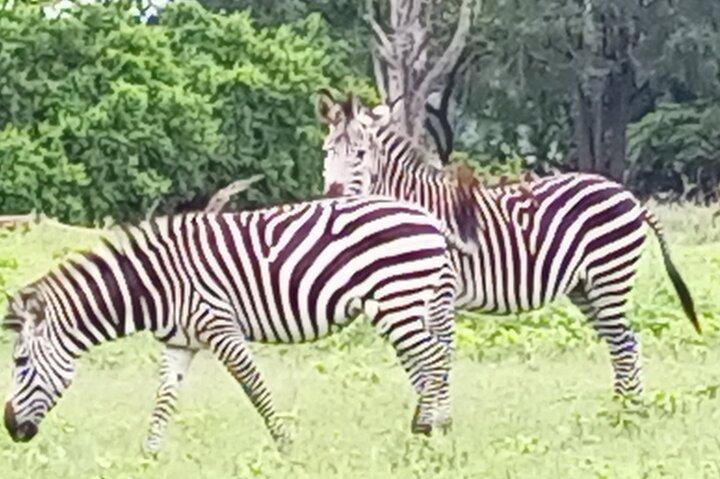 Game Drive y Rhino Walk