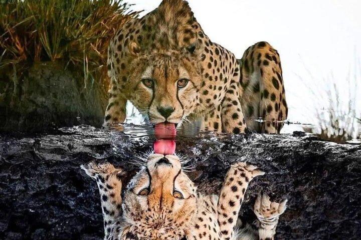 4 Días / 3 noches Tarangire, Serengeti y cráter Ngorongoro