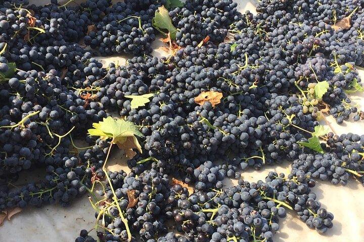 Dégustation de vin en Cappadoce