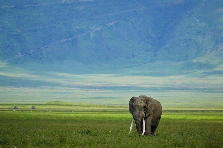 Un safari de vida silvestre en Tanzania