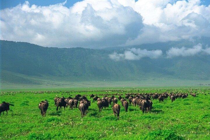 Un safari de vida silvestre en Tanzania