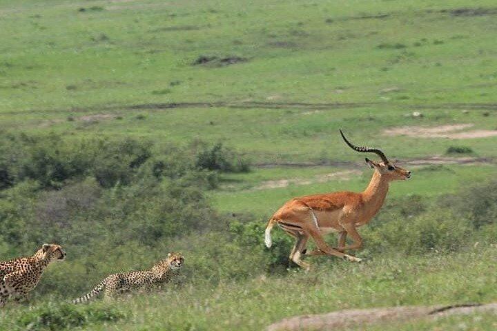 Safari de 2 jours au Masai Mara
