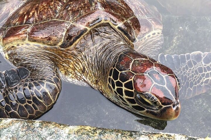 Swim with Sea Turtles; Spice Tour with Lunch; Prison Island Tour
